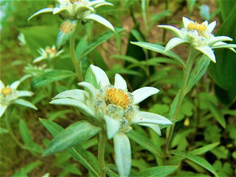 レブンウスユキソウ（見頃：6月中旬〜7月下旬）